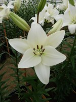 [4040 Richmond No02.JPG]